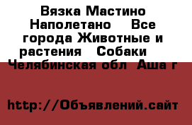 Вязка Мастино Наполетано  - Все города Животные и растения » Собаки   . Челябинская обл.,Аша г.